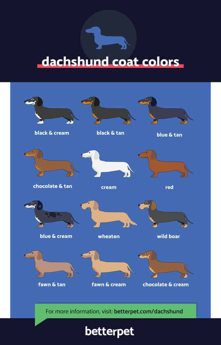 Dachshund coat types hotsell